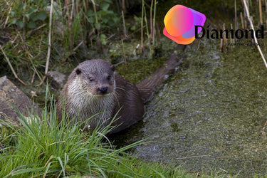 Otter Diamond Painting for you